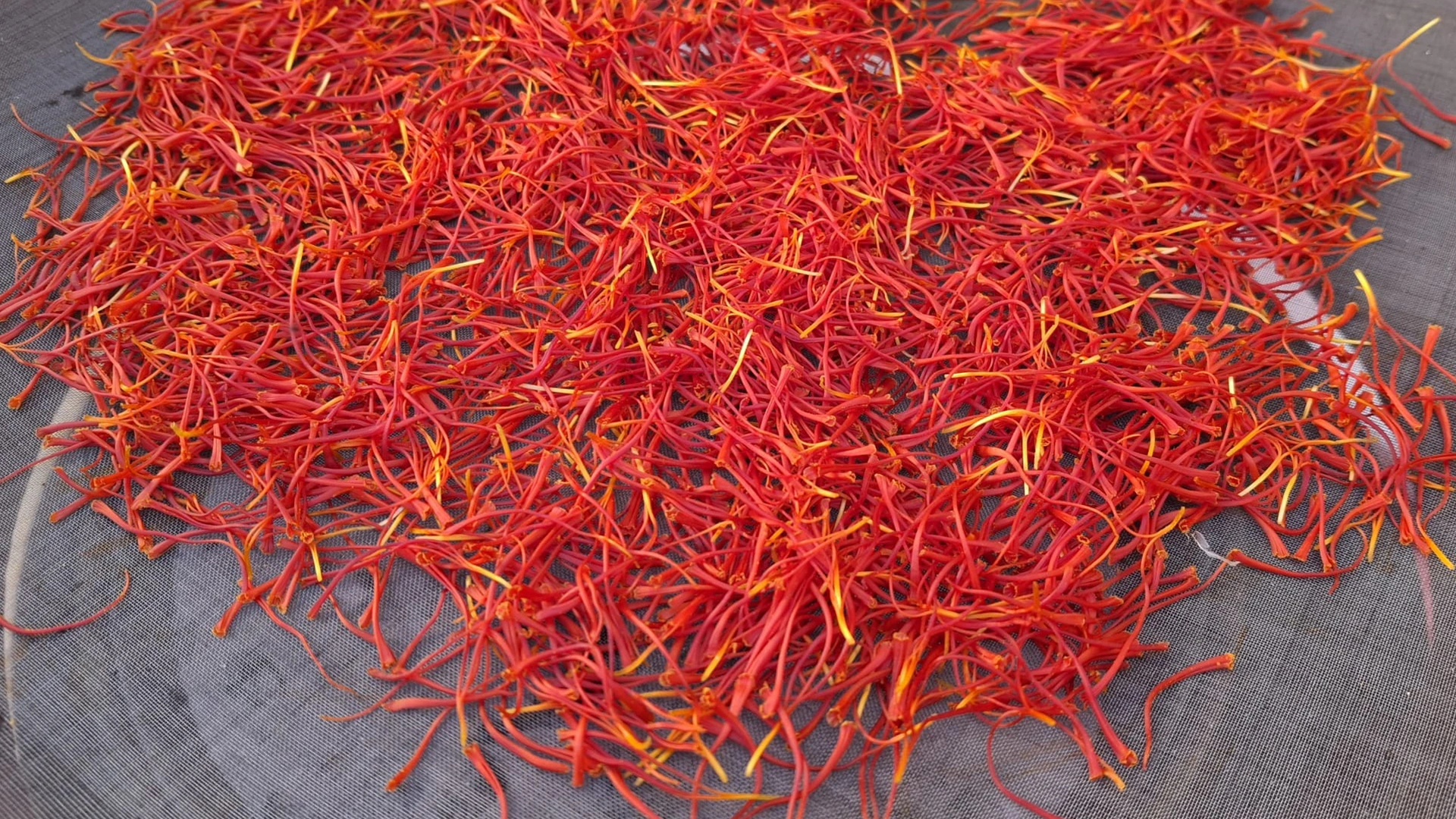انواع زعفران