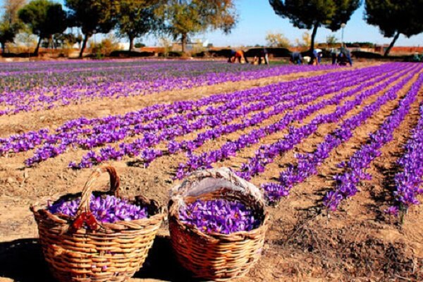 زعفرون چیست
