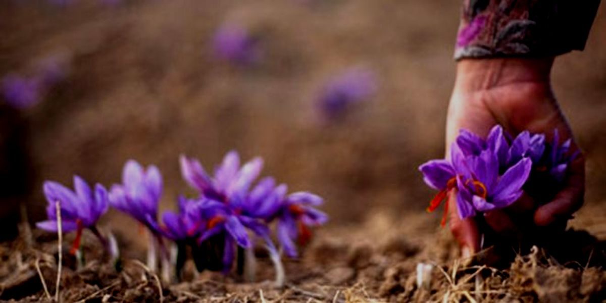 خرید اینترنتی زعفران اصل