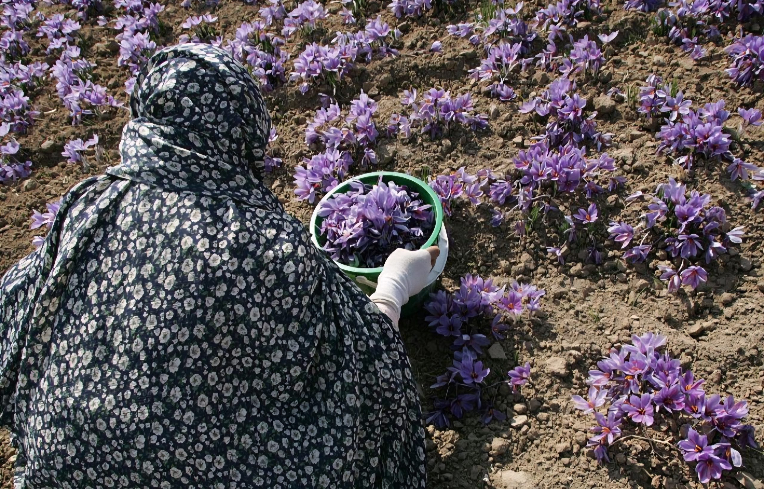 زعفران قاینات