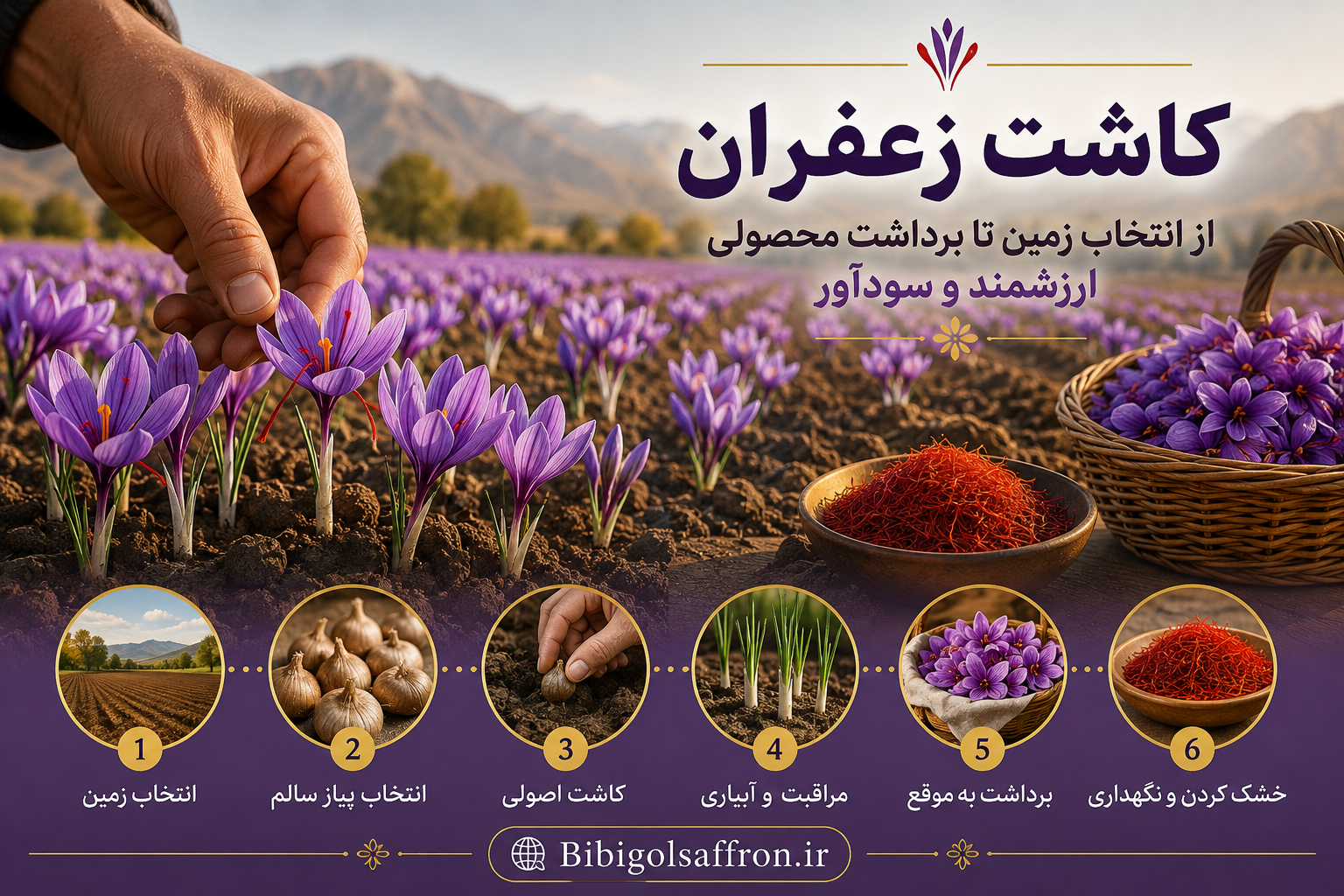 کاشت زعفران
