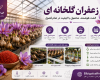 زعفران گلخانه ای