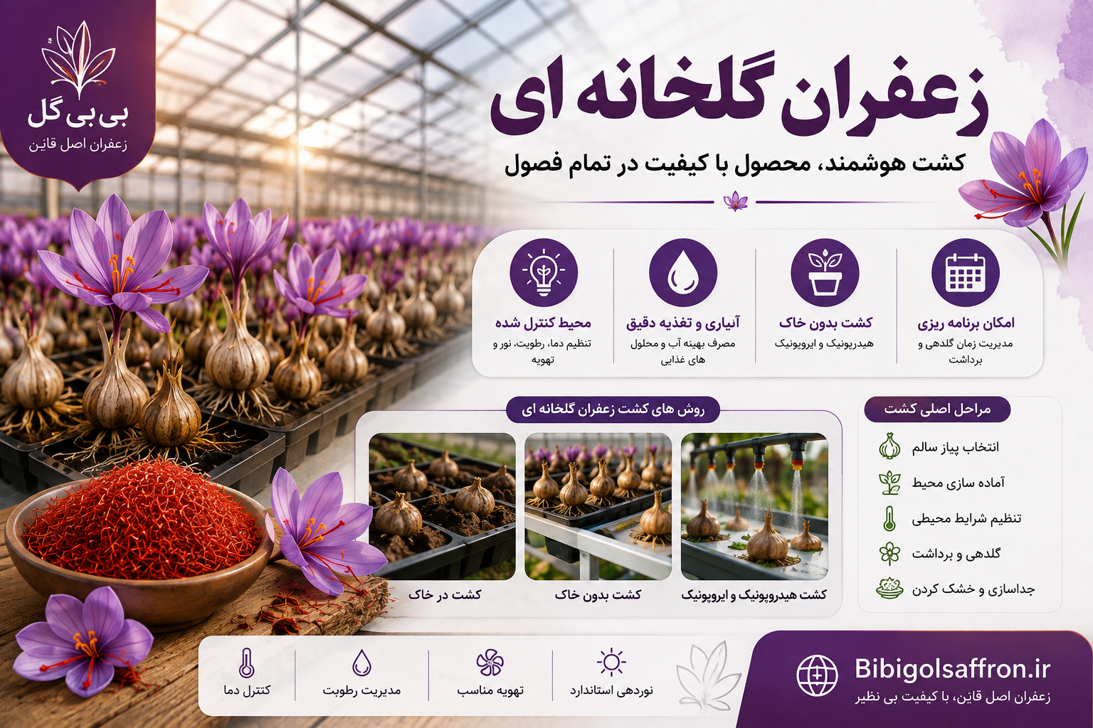زعفران گلخانه ای
